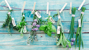 herbs hanging out to dry